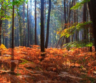 Forêt de Broceliandre
