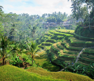 Rizières d'Ubud à Bali en indonésie