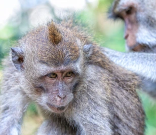 Macaque crabier à Bali en Indonésie